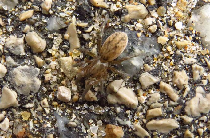 Lycosidae:  Trochosa sp.  - Costa de Caparica (Portogallo)